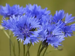 Deserted Farmland Stampe: Cornflower