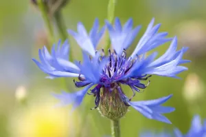 Blue Blossom Details Stampe: Cornflower (Centaurea cyanus)