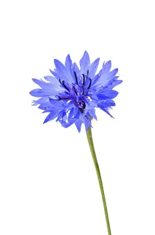 Studio Botany Photos Stampe: Cornflower (Centaurea cyanus)