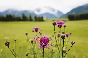 Centaurea Cyanus Stampe: Cornflower oder Bluebottle (Centaurea cyanus)