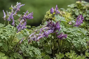 Ranunculid Flowering Plant Stampe: Corydalis solida (Corydalis solida)