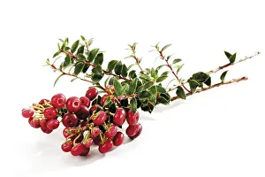 Nature Flora Botany Stampe: Cotoneaster (Cotoneaster)