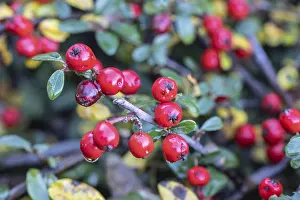 European Shrubs Stampe: Cotoneaster (Cotoneaster horizontalis)