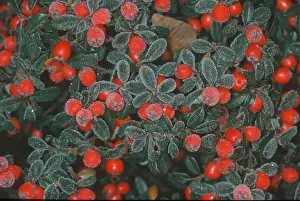 Winter Nature Scenes Stampe: Cotoneasters (Cotoneaster), berries