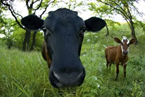 Farm Animal Portrait Stampe: Cow