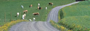 Domestic Cattle Breed Stampe: Cows in a field