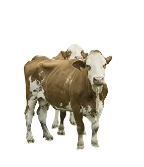 Domestic Cattle Breeds Stampe: Two cows on a transparent background