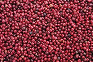 Full Frame Food Photography Stampe: Cranberries, full frame