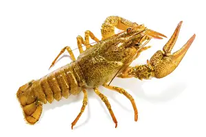 Gamberi Di Fiume Stampe: Cirripedi su sfondo bianco.