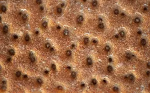 Low Calorie Diet Food Stampe: Crispbread