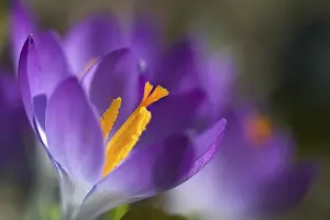 Early Flowering Plant Stampe: Crocus
