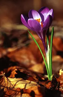 Springtime Blooms Stampe: Crocus