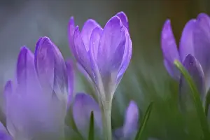 Iridaceae Flowering Plants Stampe: Crocus
