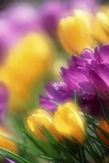 Spring Blooms Stampe: Crocus