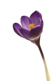 Botanical Photography Stampe: Crocus (Crocus)