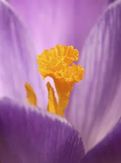 Close Up Crocus Flower Stampe: Crocus (Crocus)
