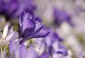 European Flora Botany Stampe: Crocus (Crocus)