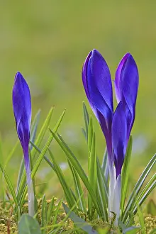 Daytime Blooming Plants Stampe: Crocus (Crocus) in spring in a meadow