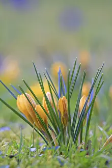 Springtime Botanicals Stampe: Crocus (Crocus) in spring in a meadow