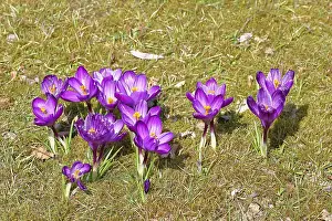 Early Flowering Plants Stampe: Crocus (Crocus) in spring in a meadow