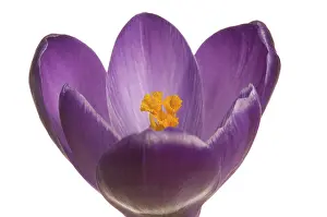 Purple Flowering Plants Stampe: Crocus (Crocus), violet