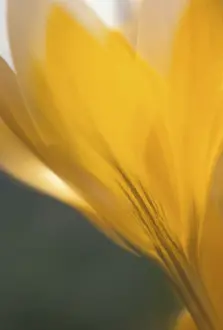 Dutch Yellow Crocus Stampe: Crocus flavus