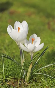 Nature Plants Stampe: Crocus in springtime