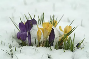 Early Blooming Plants Stampe: Crocuses