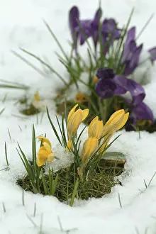 Early Blooming Plants Stampe: Crocuses