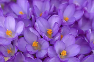 Crocuses In Bloom Stampe: Crocuses
