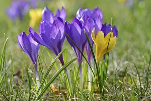 Macro Flower Photography Stampe: Crocuses