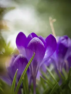 Uninhabited Blossoms Stampe: Crocuses