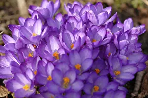 Spring Garden Flowers Stampe: Crocuses