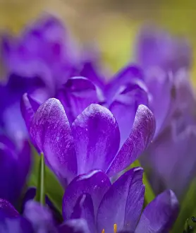 Immagini datate 16 marzo 2024: Crocuses