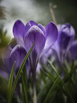 Deserted Nature Scene Stampe: Crocuses