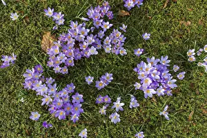 Crocuses In Bloom Stampe: Crocuses (crocus) in bloom
