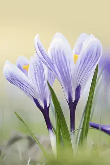 Central Europe Garden Scene Stampe: Crocuses (Crocus spec.) in bloom in spring