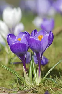 Deserted Garden Scene Germany Stampe: Crocuses (Crocus spec.) in bloom in spring