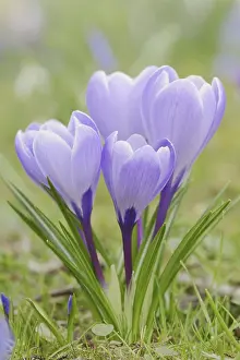 Crocus In Bloom Stampe: Crocuses (Crocus spec.) in bloom in spring