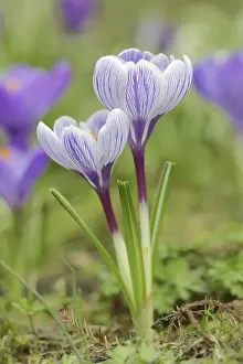 Crocus In Bloom Stampe: Crocuses (Crocus spec.) in bloom in spring