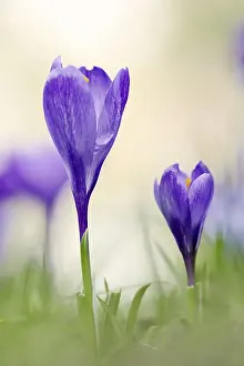 Crocus Flower Stampe: Crocuses (Crocus spec.) in bloom in spring