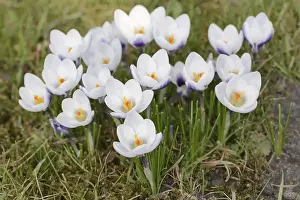 Springtime Blossoms Stampe: Crocuses (Crocus spec.) in bloom in spring