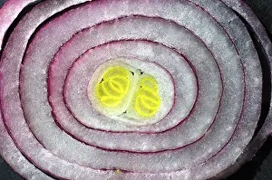 Organic Vegetable Diet Stampe: Cross-section of an onion