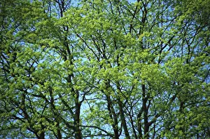 Deciduous Tree Crown Stampe: Crown of a tree