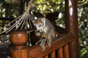 Funny Animal Photo Stampe: Crowned lemur Eulemur Coronatus