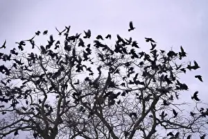 Corvids In Natural Environment Stampe: Crows on a tree, winter, Germany