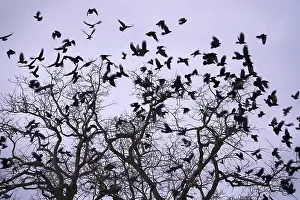 Wildlife Photography Germany Winter Stampe: Crows on a tree, winter, Germany