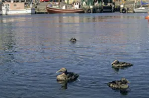 Stampe di Cuddy's duck, oca beccogiallo, oca beccogiallo, somateria mollissima, anatidi, uccelli, oca comune beccogiallo, anatre, piumaggio di eclissi Edredone Comune Stampe: Anatra di Cuddy, eider, anatra eider.
