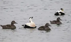 Stampe di L'oca di Cuddy, anatra comune, anatra eider, Norvegia, somateria mollissima, Varanger, Anatidae, comportamento di corteo amoroso degli uccelli acquatici Edredone Comune Stampe: L'oca di Cuddy, eider, oca beccogrigia.