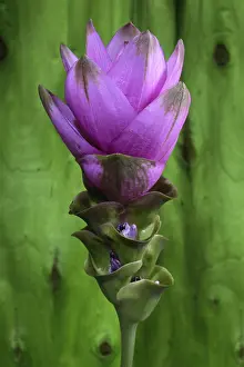 Studio Still Life Stampe: Curcuma